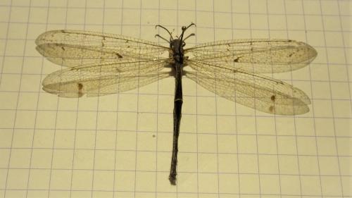 Réf. 274 969 : Distoleon tetragrammicus